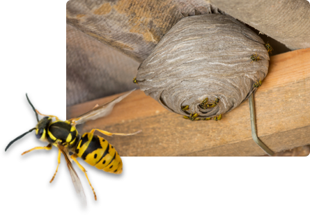 Wespennest verwijderen